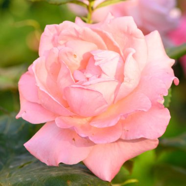 Güneşli yaz gününde bahçede büyüyen güzel parlak bir gül çiçeği. 