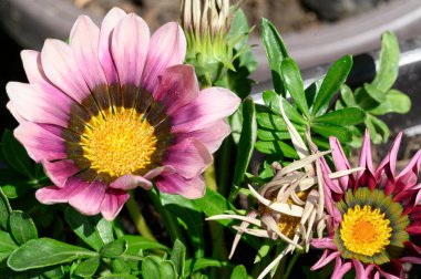 Güneşli yaz gününde bahçede büyüyen güzel, parlak çiçekler. 