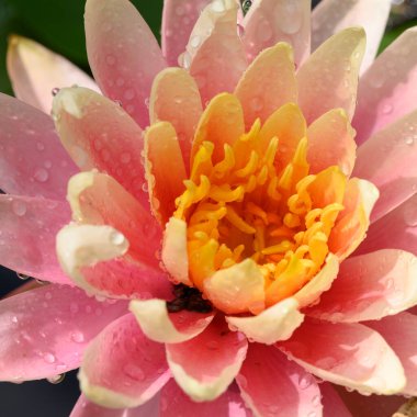 Güzel çiçek açan nilüfer çiçekleri yaz günü gölette büyür. 