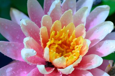 Güzel çiçek açan nilüfer çiçekleri yaz günü gölette büyür. 