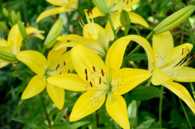 Güneşli yaz gününde bahçede büyüyen güzel parlak zambaklar. 