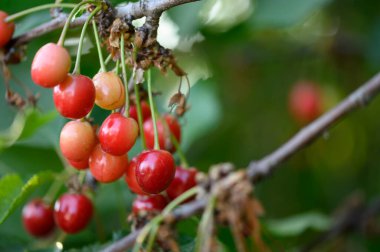 Olgun kirazlı ağaç açık havada büyüyor, yaz konsepti, yakın görüş  