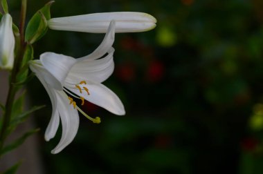 Güneşli yaz gününde bahçede büyüyen güzel parlak zambaklar. 