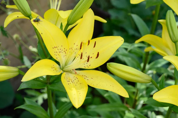 Légy Gyönyörű Fényes Liliom Virág Kertben Nyáron Napsütéses Nap — Stock Fotó