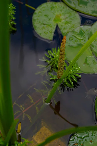 夏の日に池で成長する美しい蓮の葉 — ストック写真