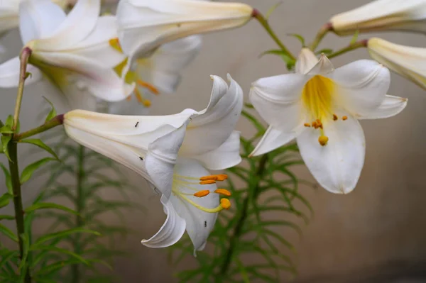 Beautiful Bright Lilies Growing Garden Summer Sunny Day — Stock Photo, Image