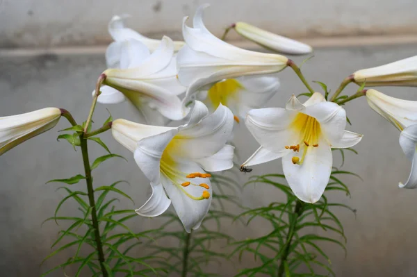 Güneşli yaz gününde bahçede büyüyen güzel parlak zambaklar. 