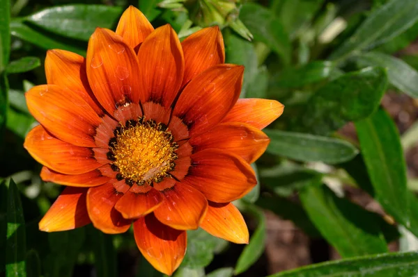 Bel Fiore Luminoso Che Cresce Giardino Estate Giornata Sole — Foto Stock