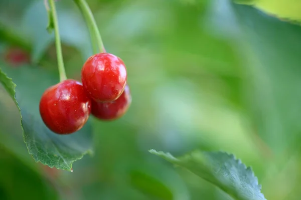 成熟的樱桃生长在室外的树 夏天的概念 — 图库照片