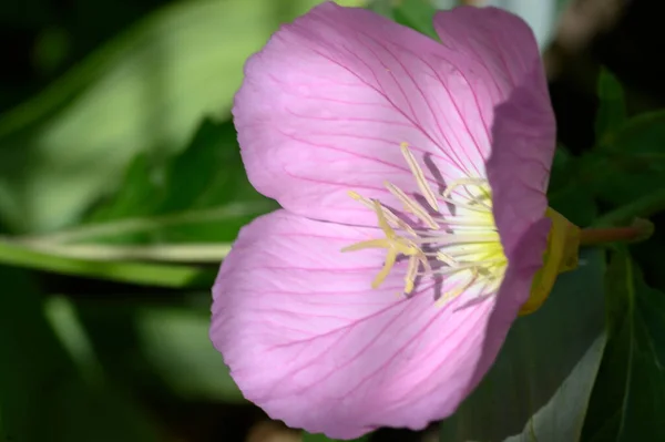 Schöne Helle Blume Wächst Garten Sonnigen Sommertag — Stockfoto