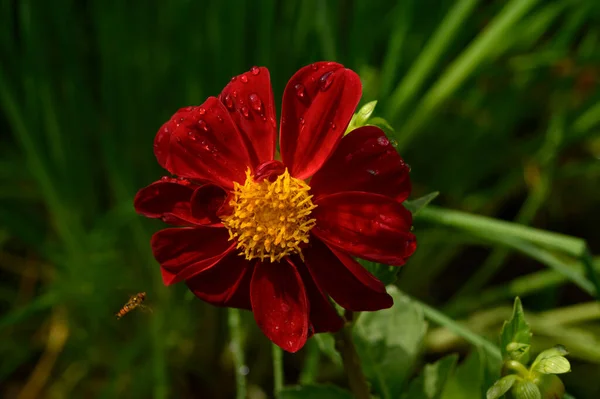 Mooie Heldere Bloem Groeien Tuin Zomer Zonnige Dag — Stockfoto