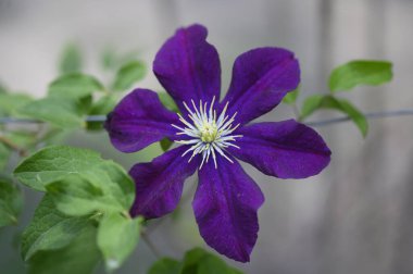 Güneşli yaz gününde bahçede büyüyen güzel Clematis. 