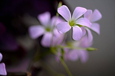 Güneşli yaz gününde bahçede büyüyen güzel, parlak çiçekler. 