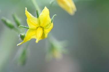 Güneşli yaz gününde bahçede büyüyen güzel, parlak çiçek. 