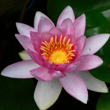 Güzel çiçek açan nilüfer çiçekleri yaz günü gölette büyür. 