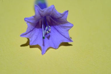 Parlak arkaplanda güzel bir çiçek, bahar konsepti, yakın görüş  