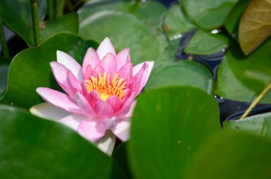 Güzel çiçek açan nilüfer çiçekleri yaz günü gölette büyür. 