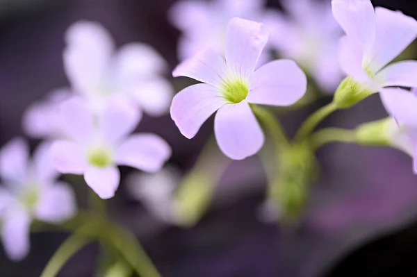 Güneşli Yaz Gününde Bahçede Büyüyen Güzel Parlak Çiçekler — Stok fotoğraf
