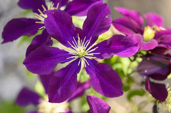 Красивые Цветы Клематис Растет Саду Летний Солнечный День — стоковое фото
