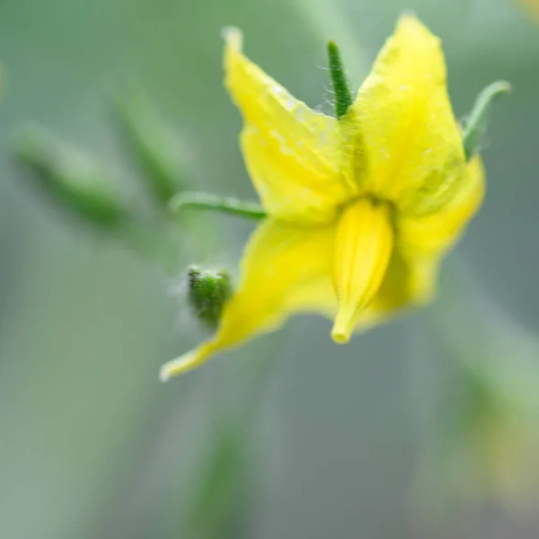 Bel Fiore Luminoso Che Cresce Giardino Estate Giornata Sole — Foto Stock