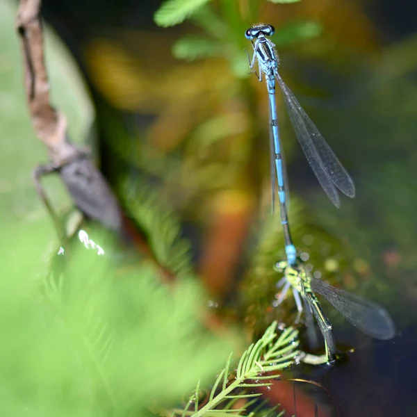 Belles Libellules Sur Fond Jardin Flou Journée Ensoleillée Été — Photo