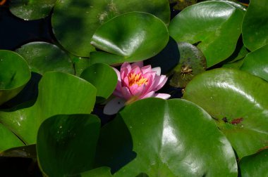 Güzel çiçek açan nilüfer çiçekleri yaz günü gölette büyür. 