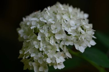 Güneşli yaz gününde bahçede büyüyen güzel, parlak çiçekler.