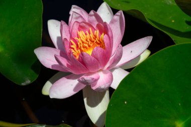 Güzel çiçek açan nilüfer çiçekleri yaz günü gölette büyür. 