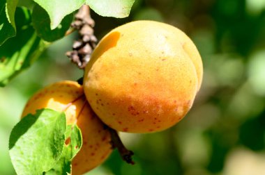 Açık havada yetişen olgun kayısıları olan ağaç, yaz konsepti, yakın görüş.  