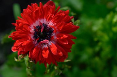 Güneşli yaz gününde bahçede büyüyen güzel, parlak çiçek. 