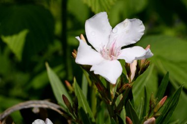 Güneşli yaz gününde bahçede büyüyen güzel, parlak çiçekler.