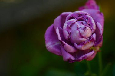 Güneşli yaz gününde bahçede büyüyen güzel bir gül çiçeği 