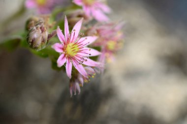 Güneşli yaz gününde bahçede büyüyen güzel, parlak çiçekler.