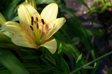 Güneşli yaz gününde bahçede yetişen güzel zambak. 