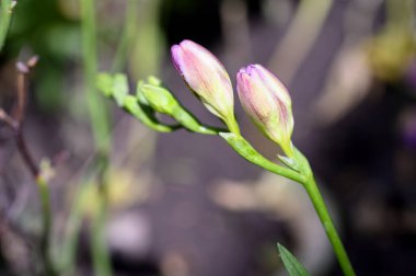 Güneşli yaz gününde bahçede büyüyen güzel, parlak çiçekler.