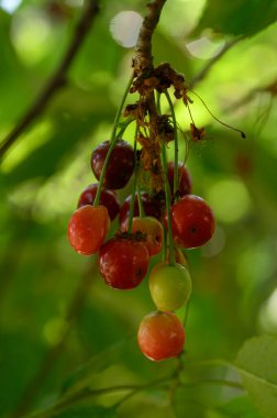 Olgun kirazlı ağaç açık havada büyüyor, yaz konsepti, yakın görüş  