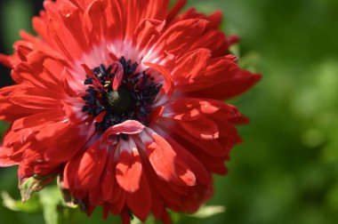 Güneşli yaz gününde bahçede büyüyen güzel, parlak çiçek. 