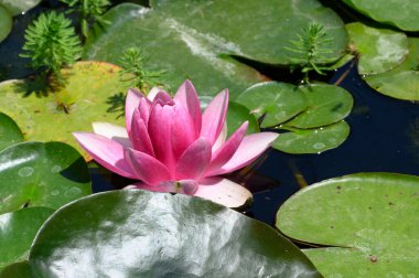 Güzel çiçek açan nilüfer çiçekleri yaz günü gölette büyür. 