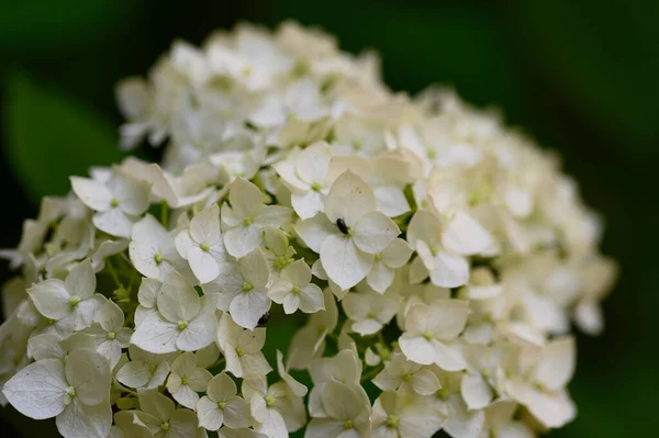 Hermosas Flores Brillantes Que Crecen Jardín Verano Día Soleado —  Fotos de Stock