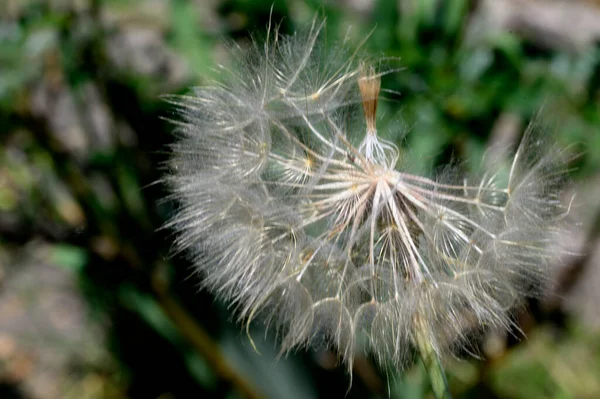 Mooie Witte Pluizige Paardebloem Donkere Achtergrond Zomerconcept Close View — Stockfoto