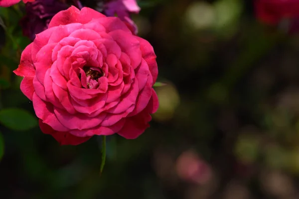 Beautiful Rose Flower Growing Garden Summer Sunny Day — Stock Photo, Image