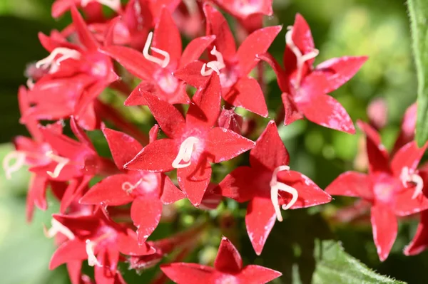 Mooie Heldere Bloemen Groeien Tuin Zomer Zonnige Dag — Stockfoto