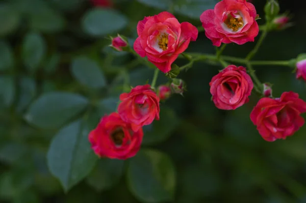 Όμορφα Φωτεινά Τριαντάφυλλα Που Αναπτύσσονται Στον Κήπο Την Ηλιόλουστη Μέρα — Φωτογραφία Αρχείου