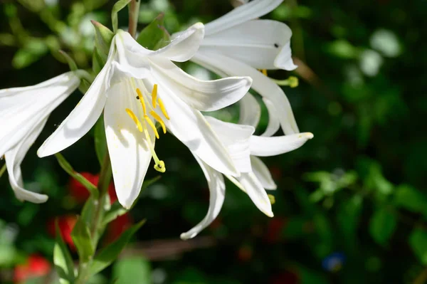 Hermosos Lirios Brillantes Que Crecen Jardín Verano Día Soleado —  Fotos de Stock