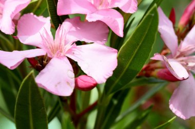 Güneşli yaz gününde bahçede büyüyen güzel, parlak çiçekler.