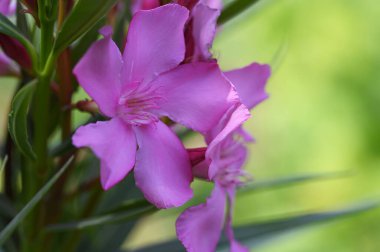 Güneşli yaz gününde bahçede büyüyen güzel, parlak çiçekler.