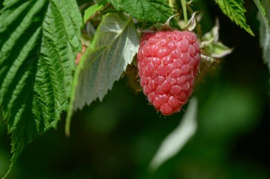 Olgun kırmızı ahududulu çalı, yakın görüş, yaz konsepti 