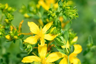 Güneşli yaz gününde bahçede büyüyen güzel, parlak çiçekler.