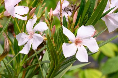 Güneşli yaz gününde bahçede büyüyen güzel, parlak çiçekler.