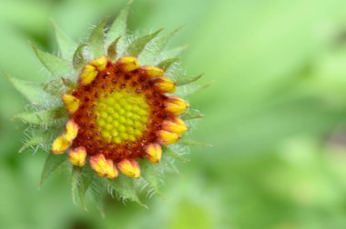 Güneşli yaz gününde bahçede büyüyen güzel, parlak çiçek. 
